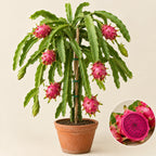 Dragon Fruit Plant
