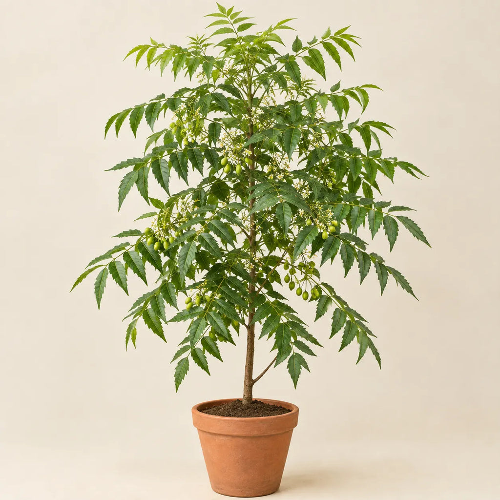 Neem Tree
