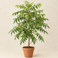 Neem Tree