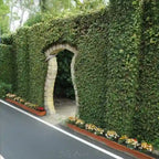 Ficus pumila, Wall creeper, Creeping fig – Trending Wall Creeper