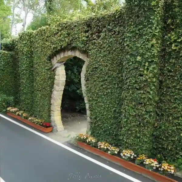 Ficus pumila, Wall creeper, Creeping fig – Trending Wall Creeper