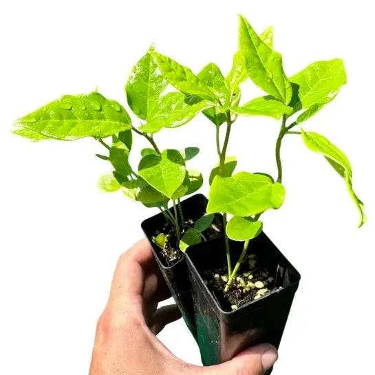 Yellow Passion Fruit Plant