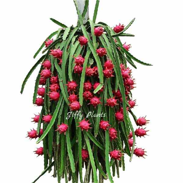 Dragon Fruit Plant