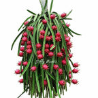 Dragon Fruit Plant