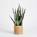 Snake Plant | Sansevieria Black Coral