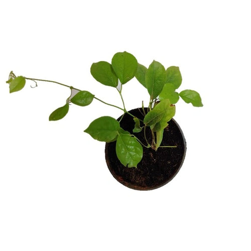 Cats Claw Creeper Live Plant – Best Flowering Creeper