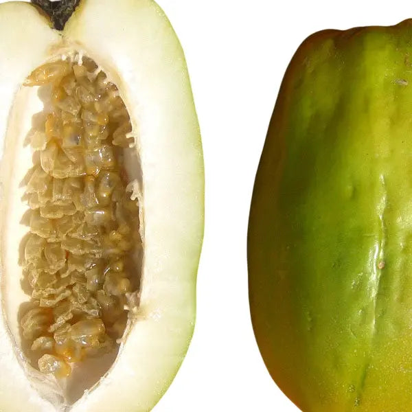 Giant Granadilla Passionfruit