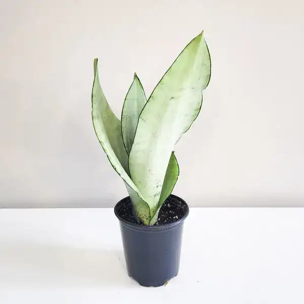 Moonshine Snake Plant | Sansevieria trifasciata