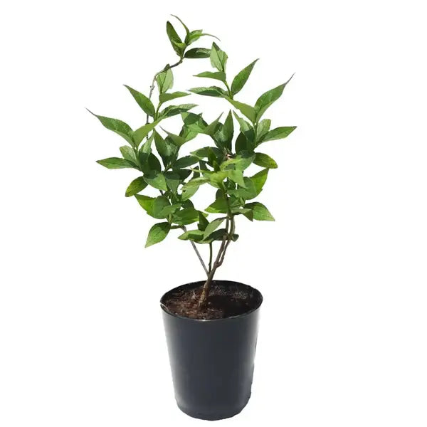 Pavizha Malli, Parijat, Night-flowering Jasmine or Coral Jasmine, Nyctanthes arbor-tristis