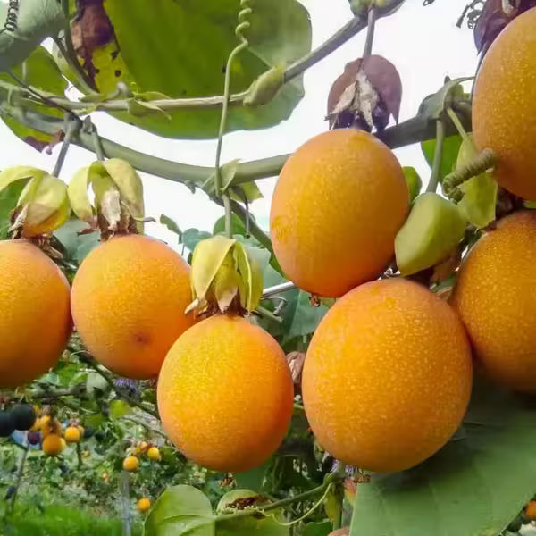 Yellow Passion Fruit Plant