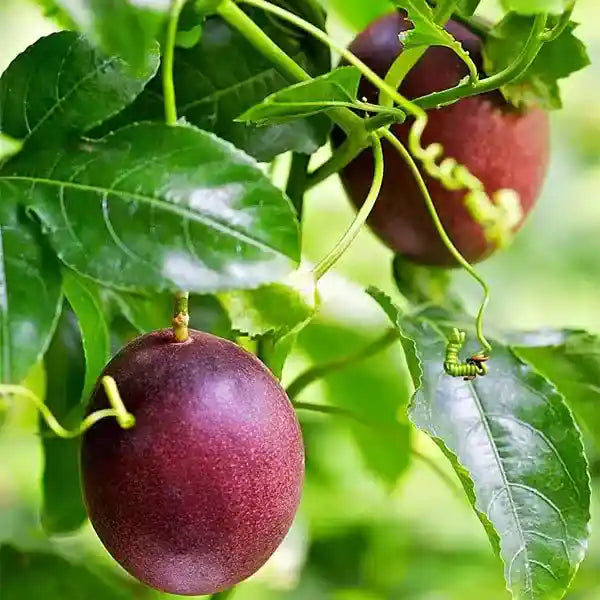 Purple Passion Fruit