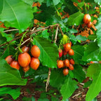 Peanut Butter Fruit