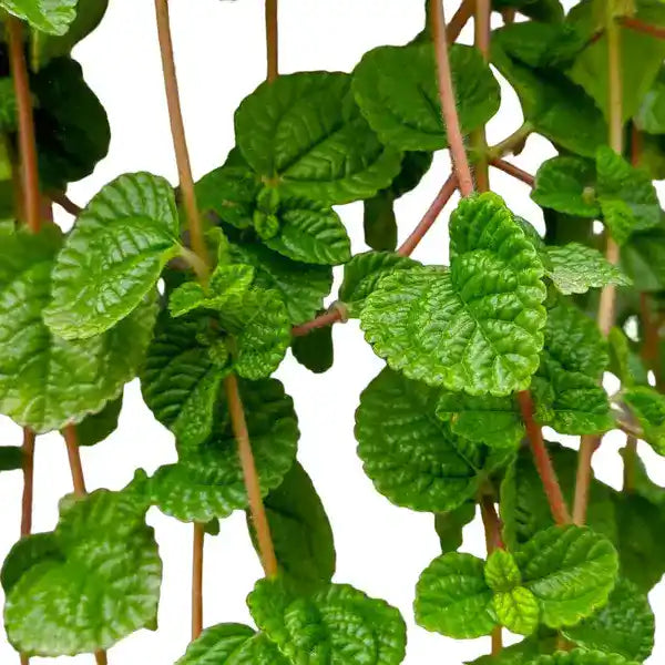 Creeping Charlie | Pilea Nummulariifolia Plant