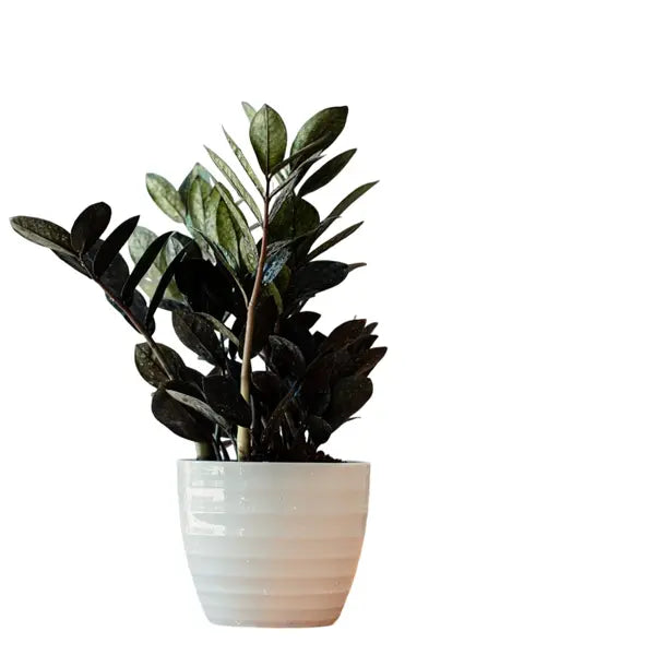 Black zz plant, Raven ZZ Plant