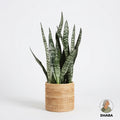 Snake Plant | Sansevieria Black Coral