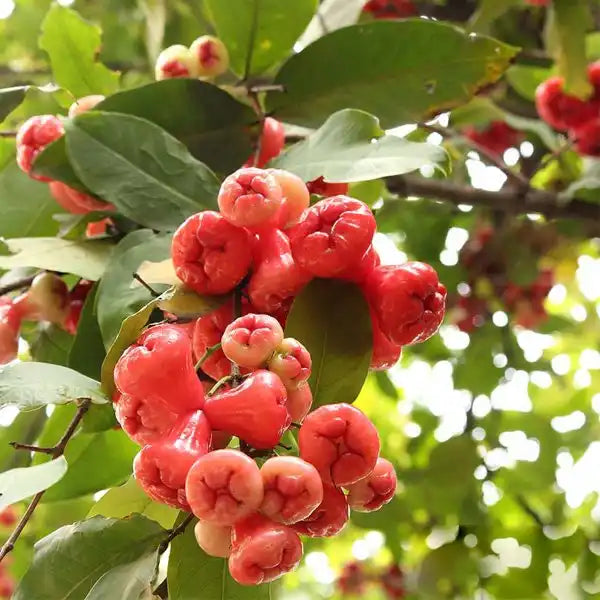 Rose Apple Chambakka, Jambaka Fruit PlantRed Custard Apple (Annona reticulata) Rose Apple Chambakka, Jambaka Fruit Plant