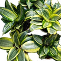 Sansevieria Trifasciata Hahnii | Sansevieria Hahnii Green Dwarf Live Plant