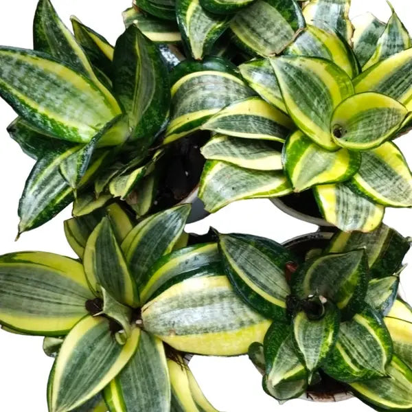 Sansevieria Trifasciata Hahnii | Sansevieria Hahnii Green Dwarf Live Plant