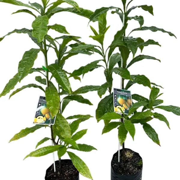 Abiu Fruit Plant