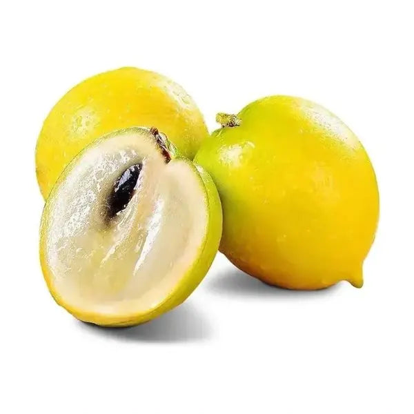 Abiu Fruit Plant