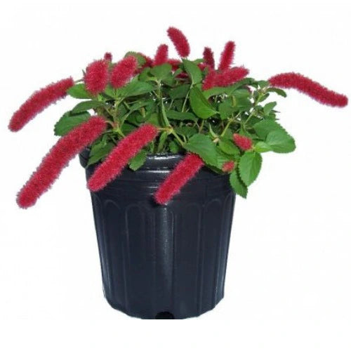 Red-Hot Cat’s Tail | Dwarf Chenille Plant