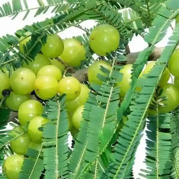 Gooseberry Plant (Nellikka)