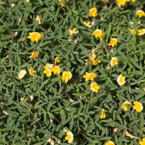 Rhizoma Peanut, Arachis Glabrata Plant