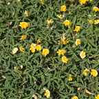 Rhizoma Peanut, Arachis Glabrata Plant
