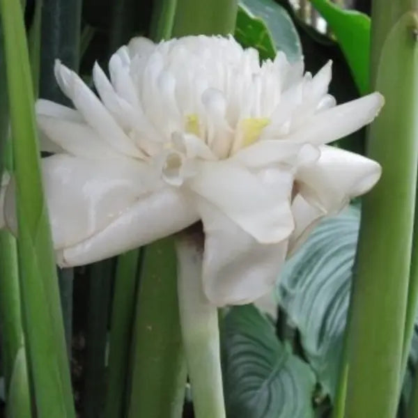White Torch Ginger