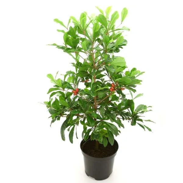 Miracle Fruit Plant