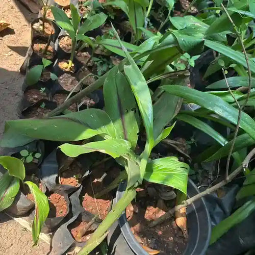 Black ginger, Kari manjal plant
