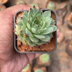 Laxmi Kamal Plant (Sempervivum)