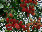 Rambutan Fruit Plant