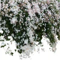 Star Jasmine(Kakkada mulla)