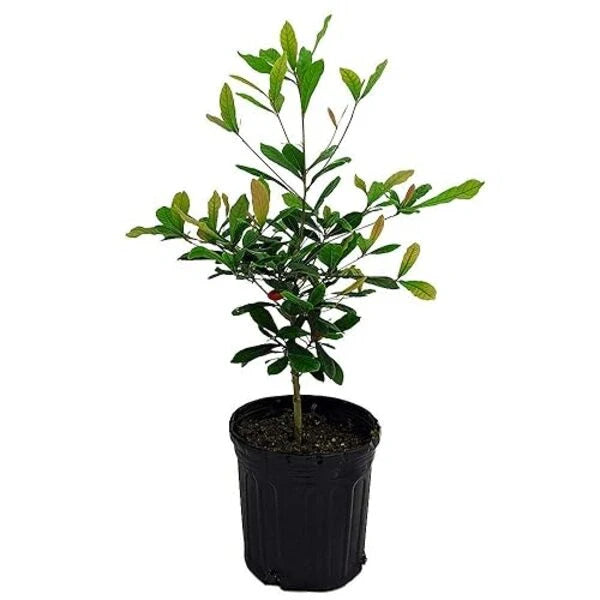 Miracle Fruit Plant