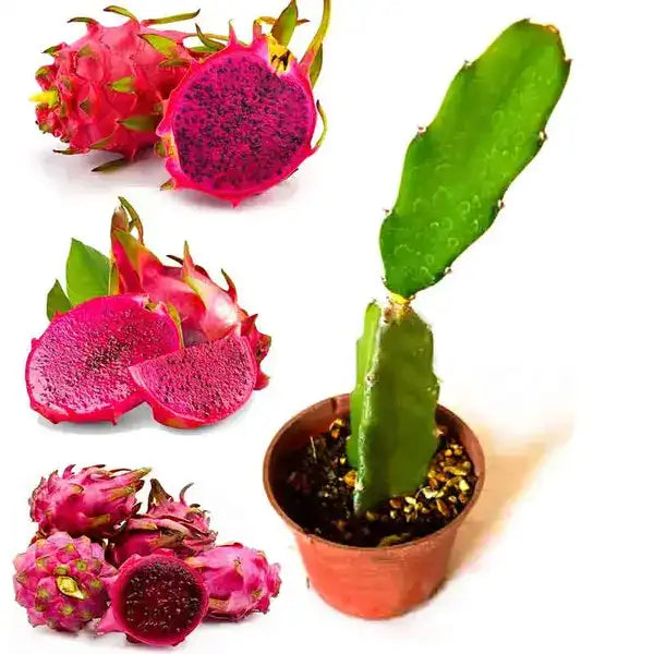 Dragon Fruit Plant