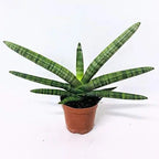 Starfish Snake Plant | Sansevieria Cylindrica Boncel | Sansevieria Boncel Starfish