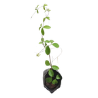Cats Claw Creeper Live Plant – Best Flowering Creeper