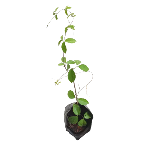 Cats Claw Creeper Live Plant – Best Flowering Creeper