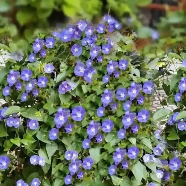 Sky Blue Cluster vine