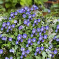Sky Blue Cluster vine