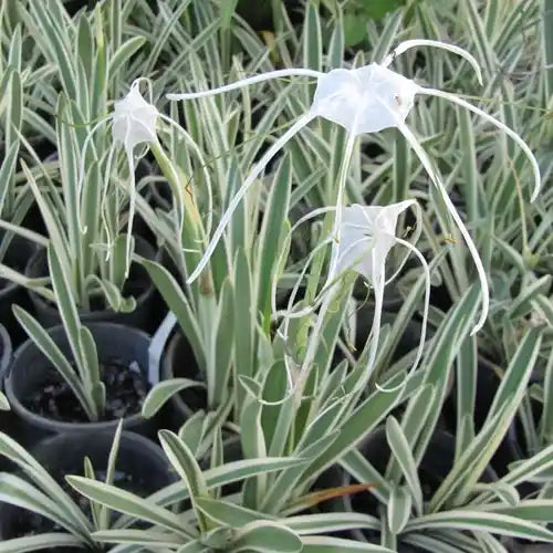 Spider Lily Variegated | Hymenocallis Caribaea Variegated- Bulb