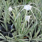 Spider Lily Variegated | Hymenocallis Caribaea Variegated- Bulb