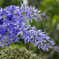 Petrea Racemosa, Sandpaper Vine, Volubilis, Purple Wrath Plant