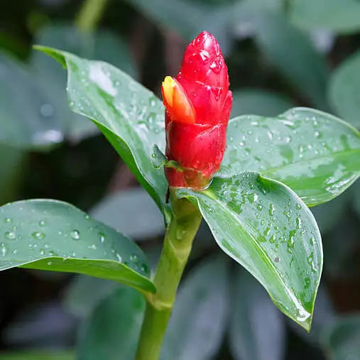 Red Button Ginger, Costus plant