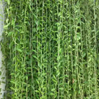 Curtain Creeper Plant, Parda bel, Vernonia Creeper Live Plant