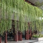 Curtain Creeper Plant, Parda bel, Vernonia Creeper Live Plant