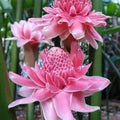 Pink Torch Ginger