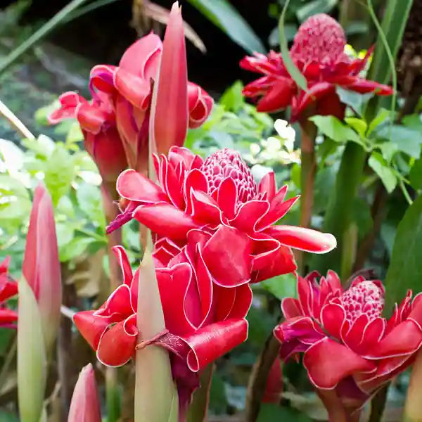 Red Torch Ginger (Etlingera Elatior)