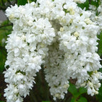 Manimulla, Zinfandel, White Lilac